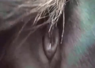 Stallion and its used-up anal hole