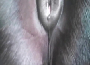 Stallion and its used-up anal hole