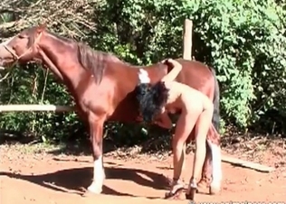 Stallion cock pleasured
