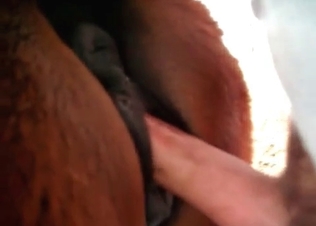 Seductive horse’s anal hole
