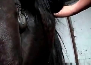 Gorgeous horse loving the perversion of it