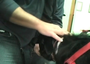 Dog gets to suck this hot cock off