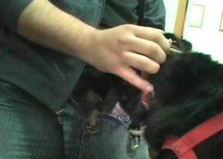 Dog gets to suck this hot cock off