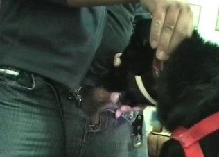 Dog gets to suck this hot cock off