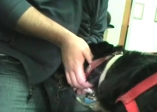 Dog gets to suck this hot cock off