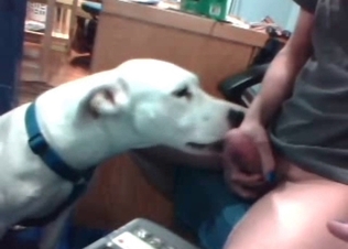 Slutty hound tasting hard cock