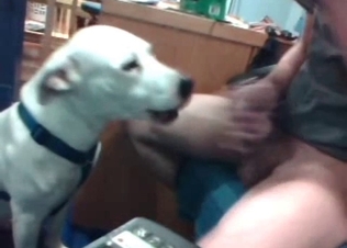 Slutty hound tasting hard cock