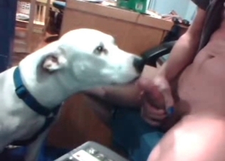 Slutty hound tasting hard cock