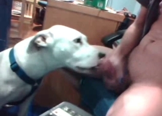 Slutty hound tasting hard cock