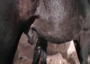 Fetish-style fuck for a horse