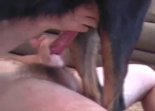 Dog’s cock pleasured by a guy