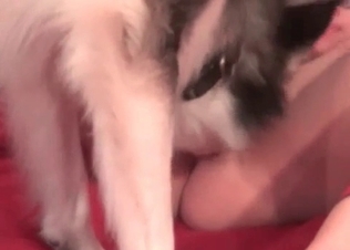 Husky being playful and dirty