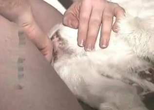 Animal fucked by its horny, hung owner