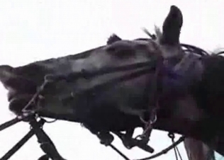 Horse cock getting massaged