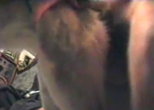 Dog gets what it wants: a thick dick