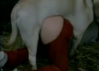 Farm fucking caught on camera