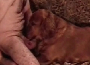 Beagle showing its blowjob skills