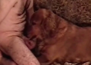 Beagle showing its blowjob skills