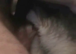 Animal showing some love for a stiff cock