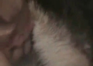 Animal showing some love for a stiff cock