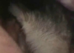 Animal showing some love for a stiff cock