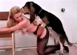 British Retriever using a blonde
