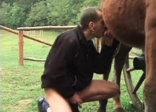 Horse cock for Daddy