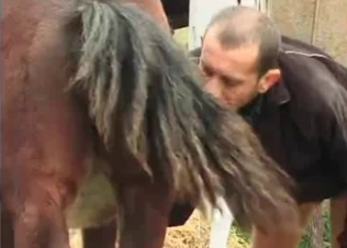 Horse cock for Daddy