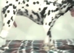 Puppy using her for pleasure