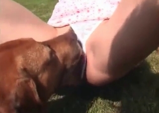 Amazing pussy licking from a mongrel