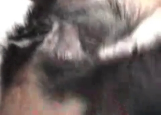Dog gets to fucking in missionary