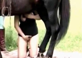Stiff stallion cock