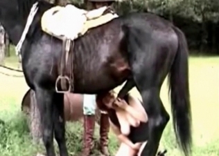 Stiff stallion cock