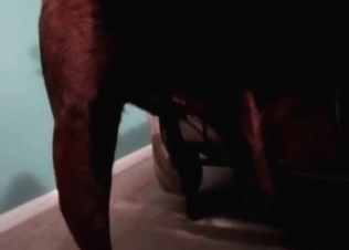 Black Doberman fucking her loose pussy