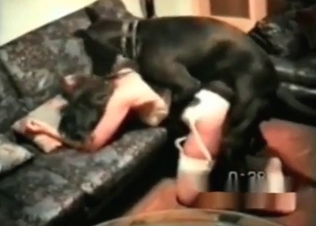 Black dog ravaging tight hole