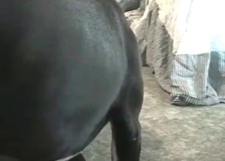 Pussy licking dog