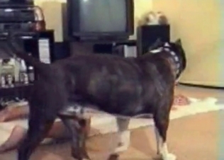 Dog fucking its owner