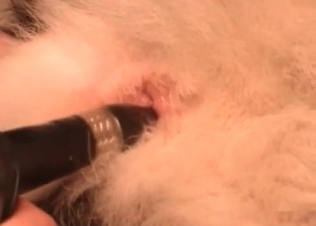 Dog anal hole gets finger blasted