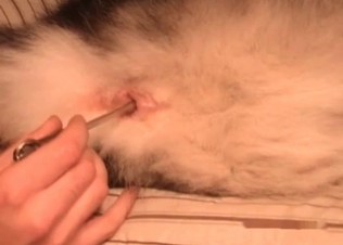 Dog anal hole gets finger blasted