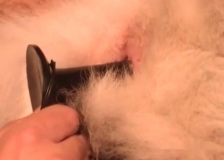 Dog anal hole gets finger blasted