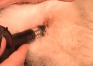 Dog anal hole gets finger blasted