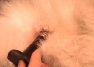 Dog anal hole gets finger blasted