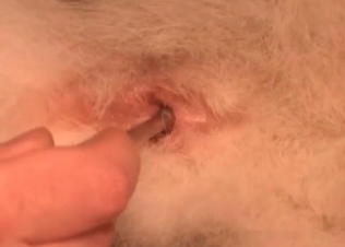 Dog anal hole gets finger blasted