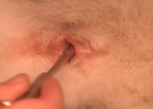 Dog anal hole gets finger blasted