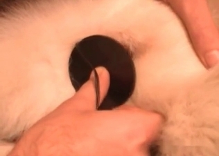 Dog anal hole gets finger blasted