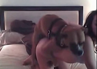 Puppy gets seduced