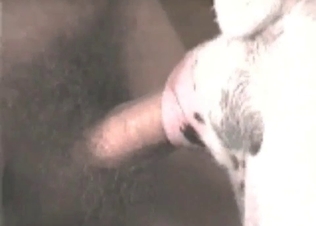 Anal sex for a hot dog