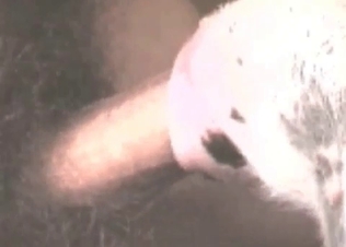 Anal sex for a hot dog