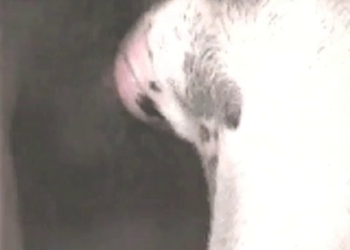 Anal sex for a hot dog
