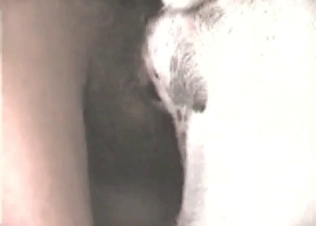 Anal sex for a hot dog